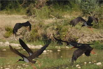 La Cicogna nera nel Parco di Gallipoli Cognato